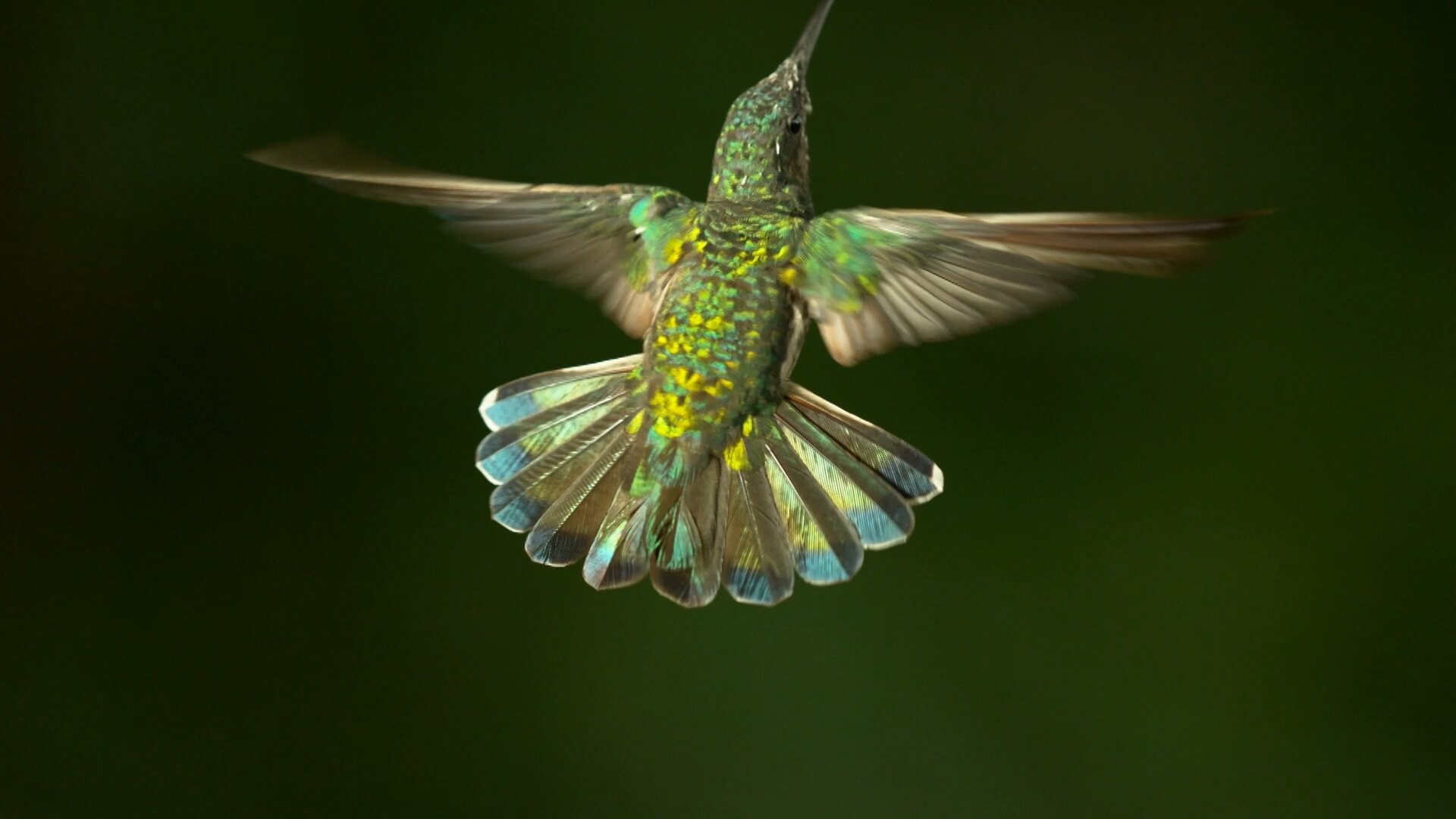 The Hummingbird Effect – Coneflower Studios